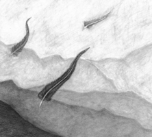 Madeleine Rands, Depth drawing, Fall 2016