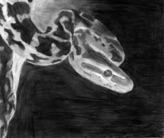 Marwa Harb, depth drawing, Fall 2017 Marwa Harb, depth drawing, Fall 2017