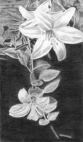 Shannon Trainor, depth drawing, Spring 2018 Shannon Trainor, depth drawing, Spring 2018