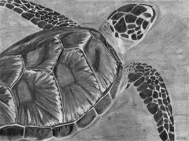 Sawyer Bailly, exam project, Spring 2017 Sawyer Bailly, exam project, Spring 2017